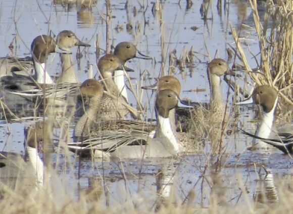 Like Bringing Home Pintails 3 Bird Limit Might Be In Play For 2025 26 289874c108746ef2fc19948398b4905c
