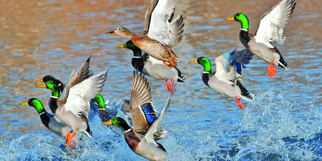 Most of mallards will have migrated by New Year’s Eve – Cohen Wildlife Lab