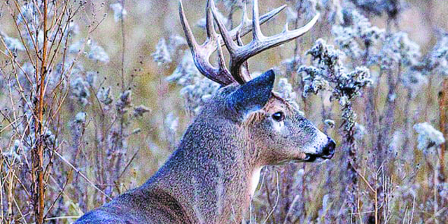 Missouri commissioners consider removing antler point restrictions