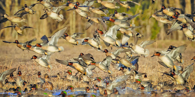 More water in S.W. Louisiana means more ducks in January